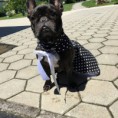 /album/hundebekleidung/img-20170708-094852-205-jpg/