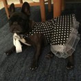 /album/hundebekleidung/img-20170708-094852-202-jpg/